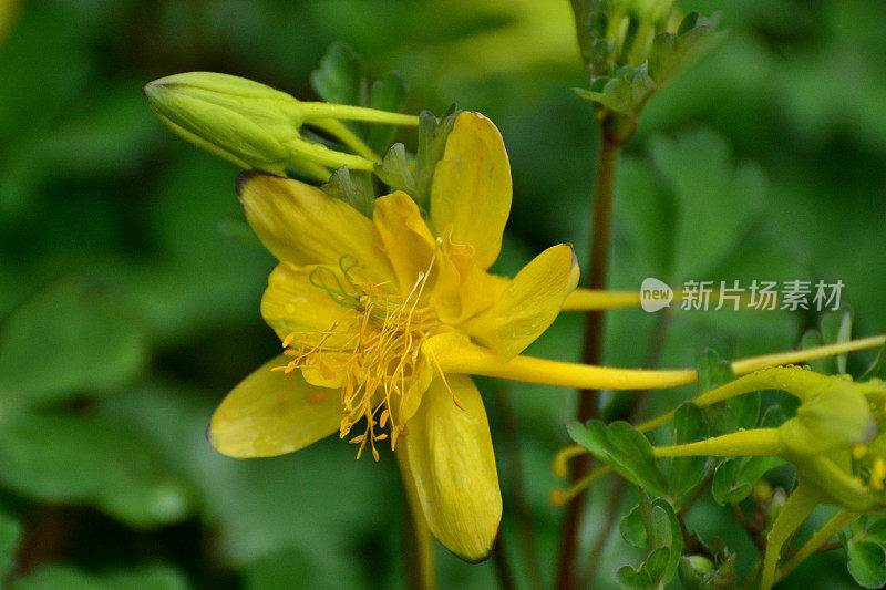 水仙花/耧斗菜花